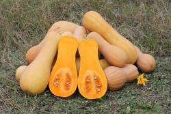 calabaza-waltham.thumb.jpg.1ab3a70b8345f325dfa33dd4f9f596ff.jpg