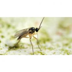 insecticida-mosca-suelo-mantillo.jpg