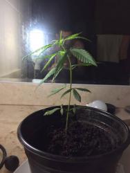 plantt.thumb.jpg.6d2a2711aad0f696cf6610f08aa01160.jpg