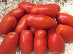 tomate-pera.thumb.jpg.1e42406abbd371ffe1a2030ebc05262a.jpg