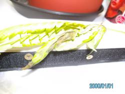 SANY0118.JPG