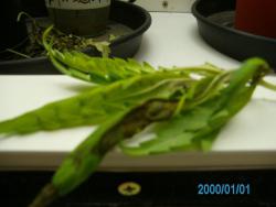 SANY0120.JPG