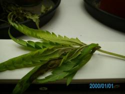 SANY0122.JPG