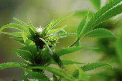 cannabis1660x550-1200x800.jpg