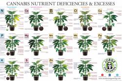cannabisposter4000.jpg