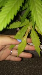 IMG-20181119-WA0042.jpg