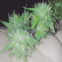 Auto cultivo y colegas