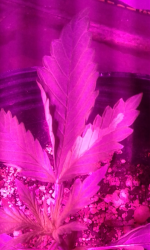 Screenshot_2018-11-29-11-26-12.png