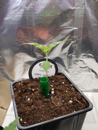 20190423_211517.thumb.jpg.6a0d208ed71ea5fa82b716a2c765af0d.jpg