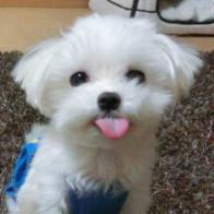 maltipoo