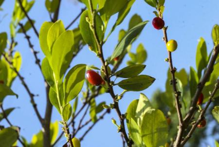 Semillas de coca_Hojas de coca_Coca seeds_Coca leafs_Erythroxylum coca_8.JPG