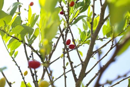 Semillas de coca_Hojas de coca_Coca seeds_Coca leafs_Erythroxylum coca_6.JPG