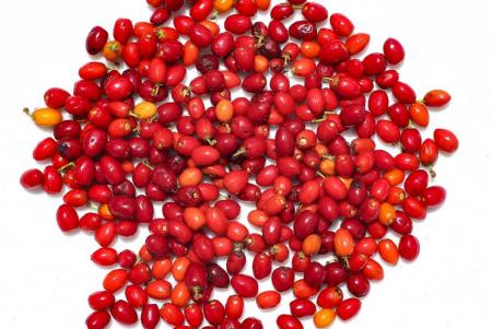 Semillas de coca Hojas de coca Coca seeds Coca leafs Erythroxylum coca te S_2.JPG