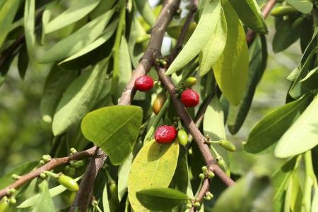 Semillas de coca_Hojas de coca_Coca seeds_Coca leafs_Erythroxylum coca_22.JPG