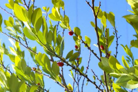 Semillas de coca_Hojas de coca_Coca seeds_Coca leafs_Erythroxylum coca_5.JPG