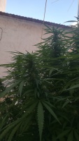 Foto de Moby Dick Xxl Autoflowering